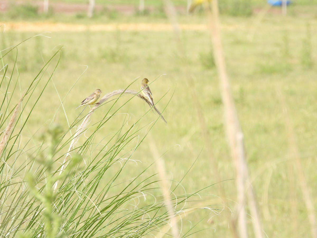 Kurzschnabel-Gilbtangare - ML646259617