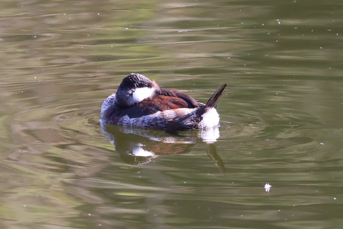 Érismature rousse - ML646259618