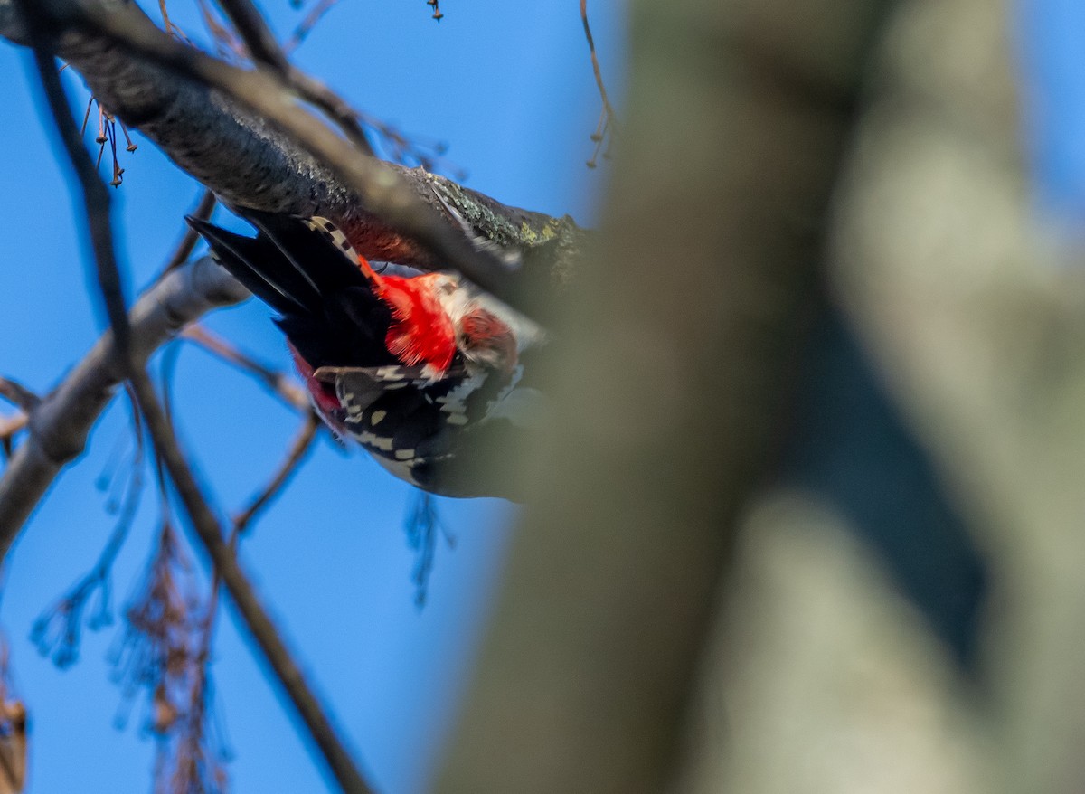 strakapoud velký - ML646259619