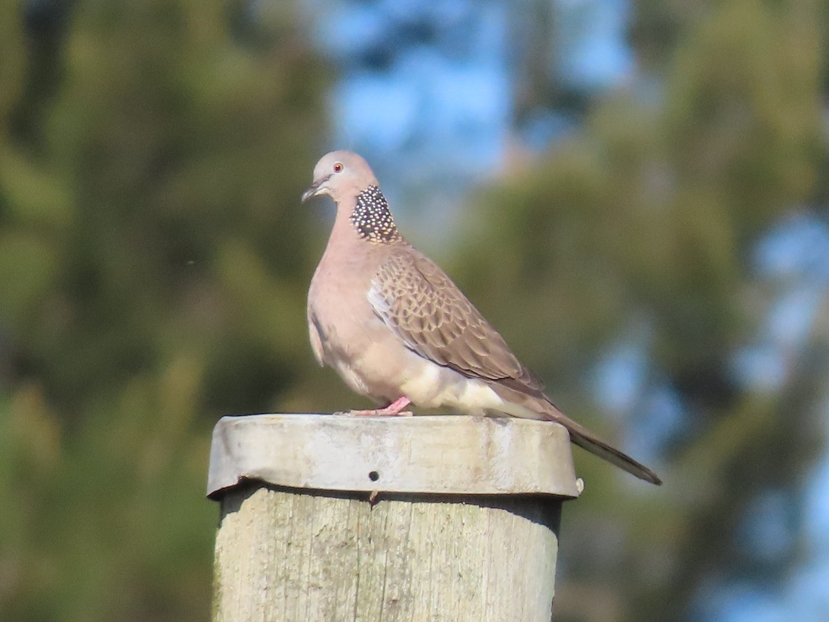 Spotted Dove (Eastern) - ML646259621