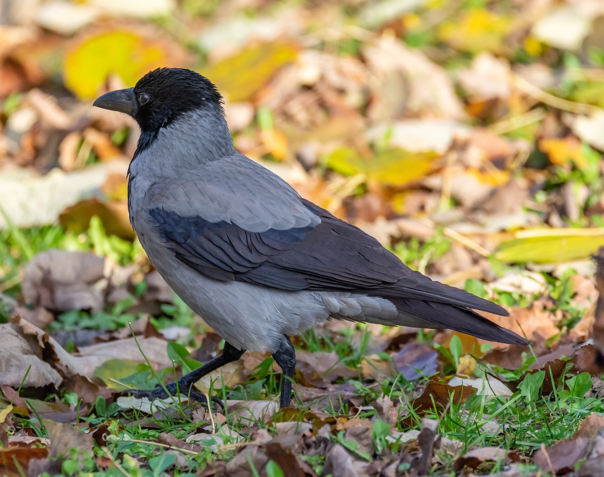 vrána šedá - ML646259623