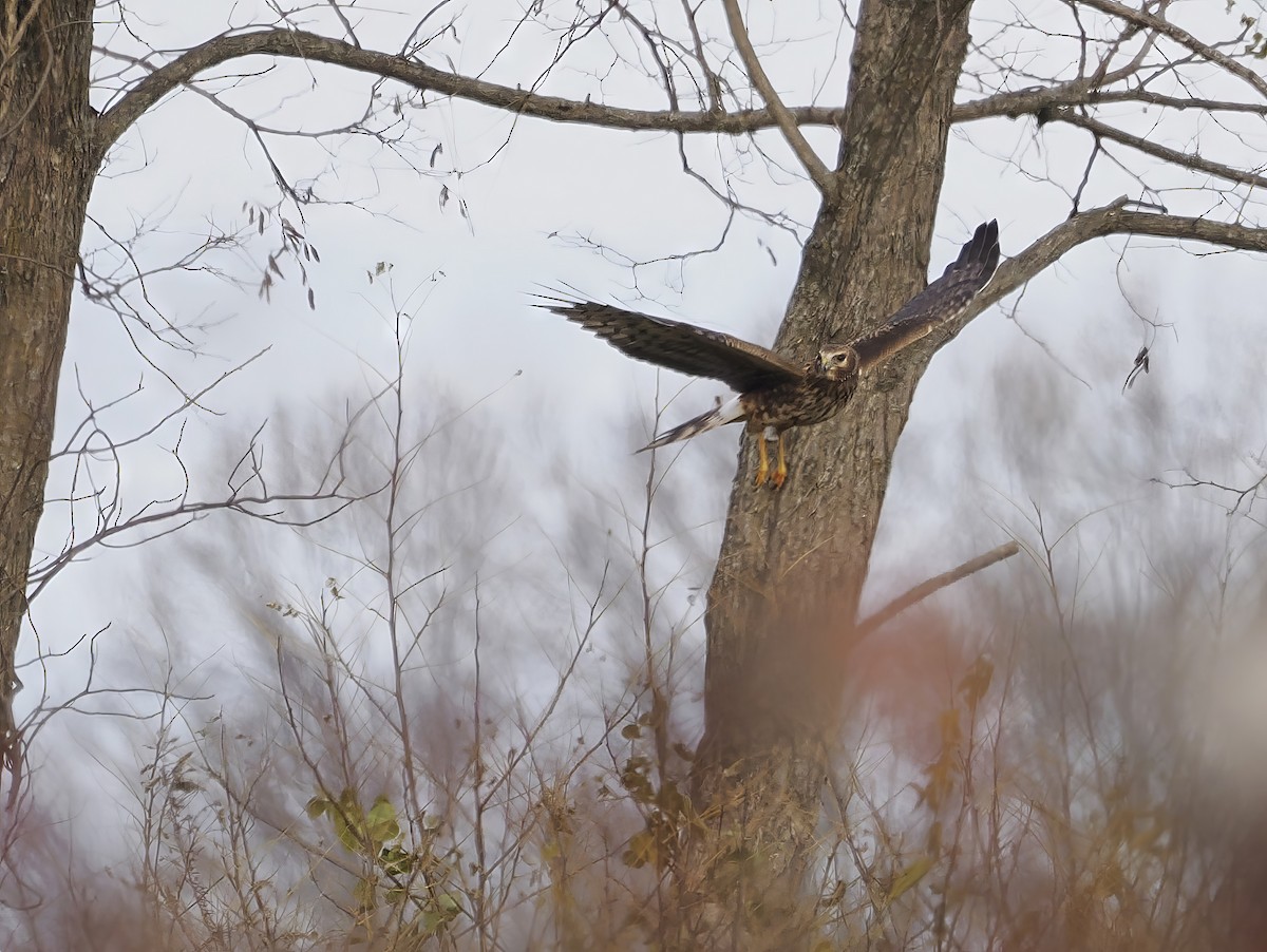 Northern Harrier - ML646259624
