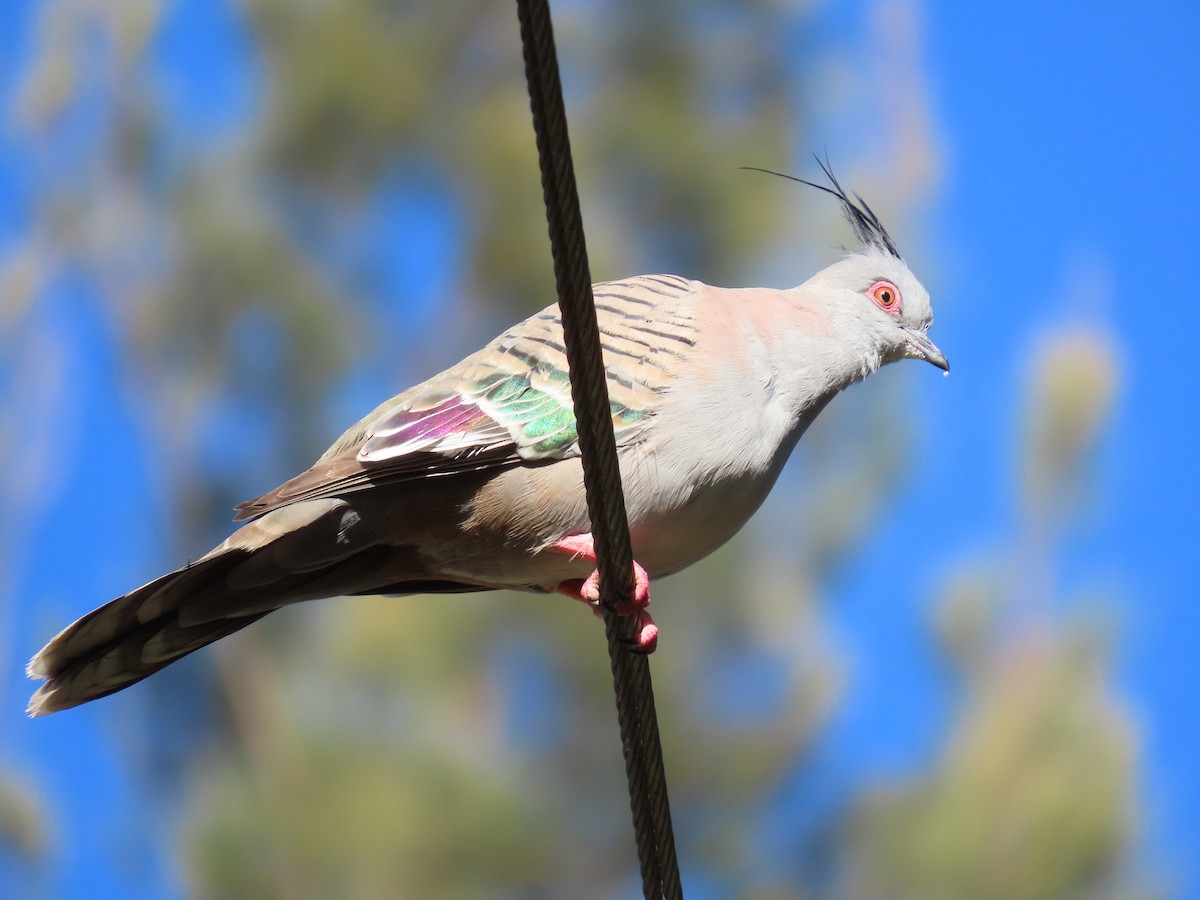 Crested Pigeon - ML646259625