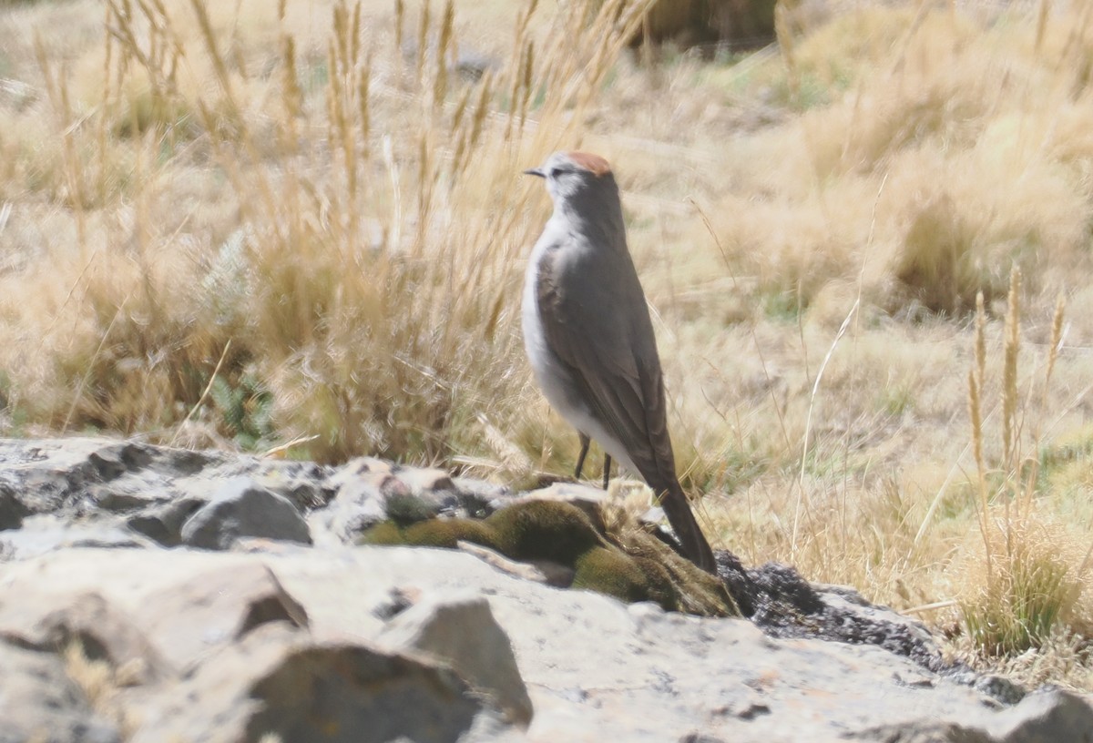 Дормілон блідий - ML646259626