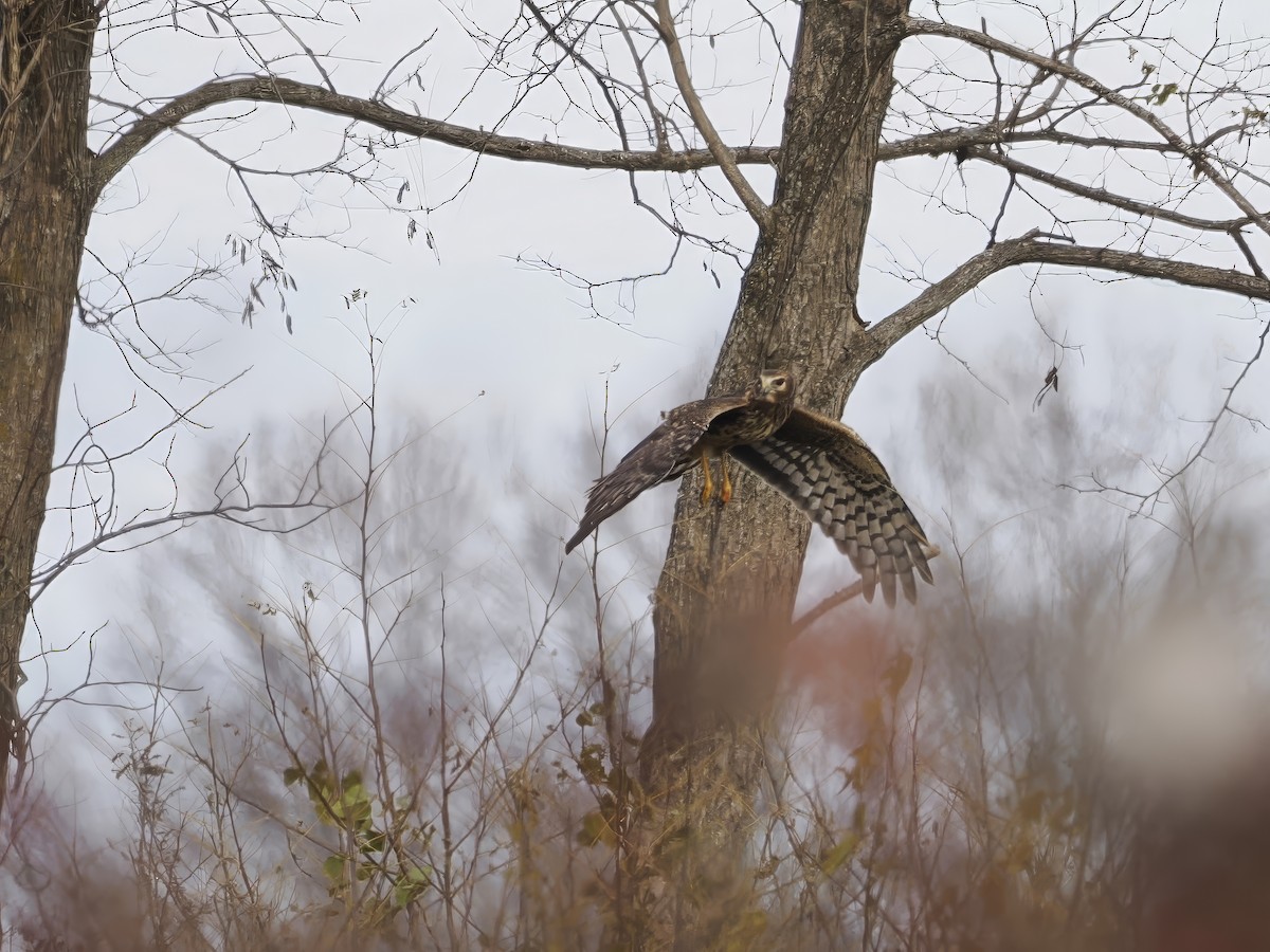 Northern Harrier - ML646259629
