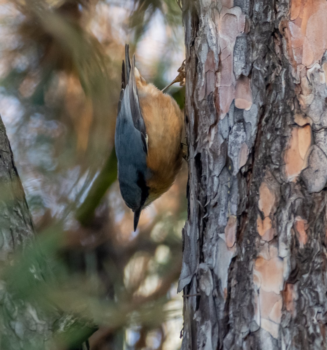 brhlík lesní - ML646259630