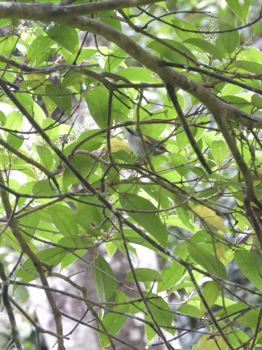 Golden-winged Warbler - ML646259631