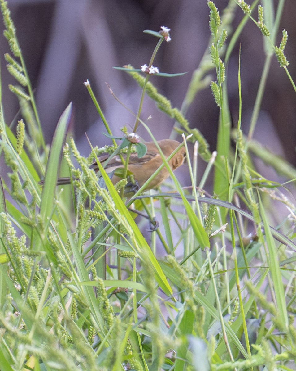 Thick-billed Seed-Finch - ML646259632