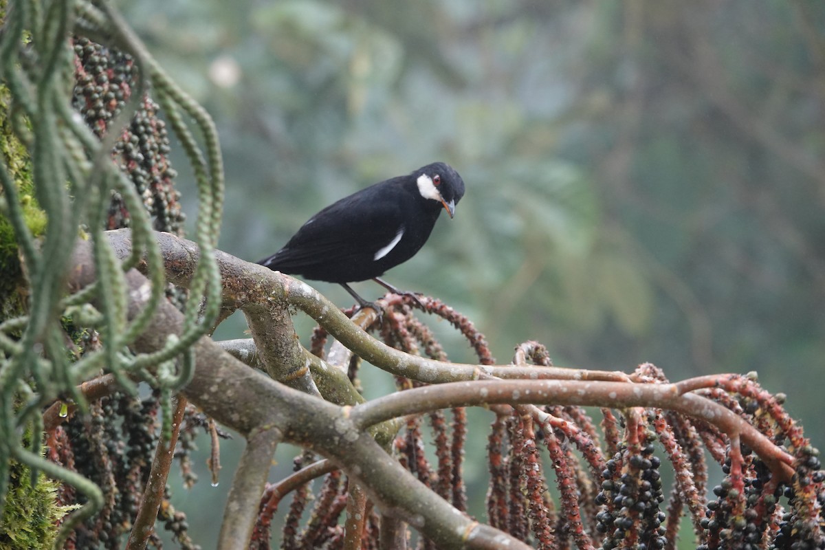 Schwarzklarino - ML646259634