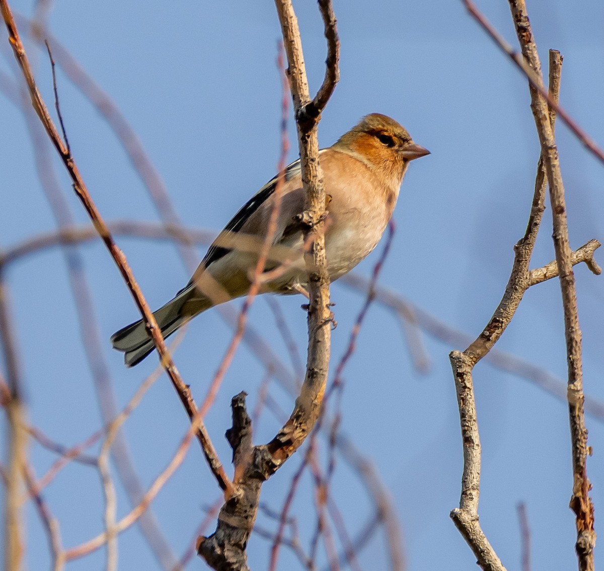 pěnkava obecná - ML646259635