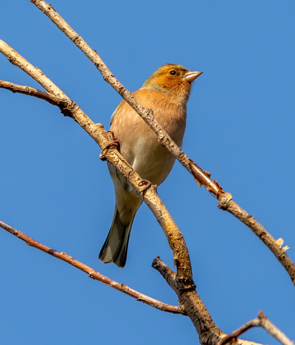 pěnkava obecná - ML646259636