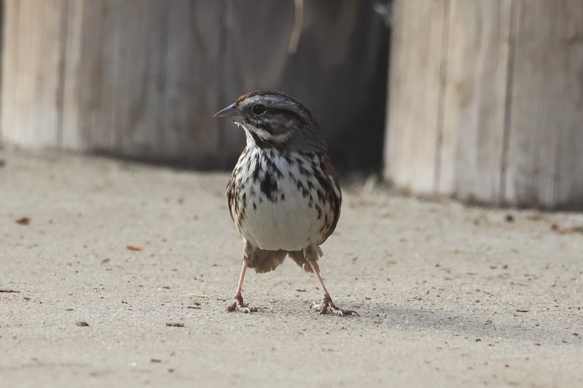 Song Sparrow - ML646259637