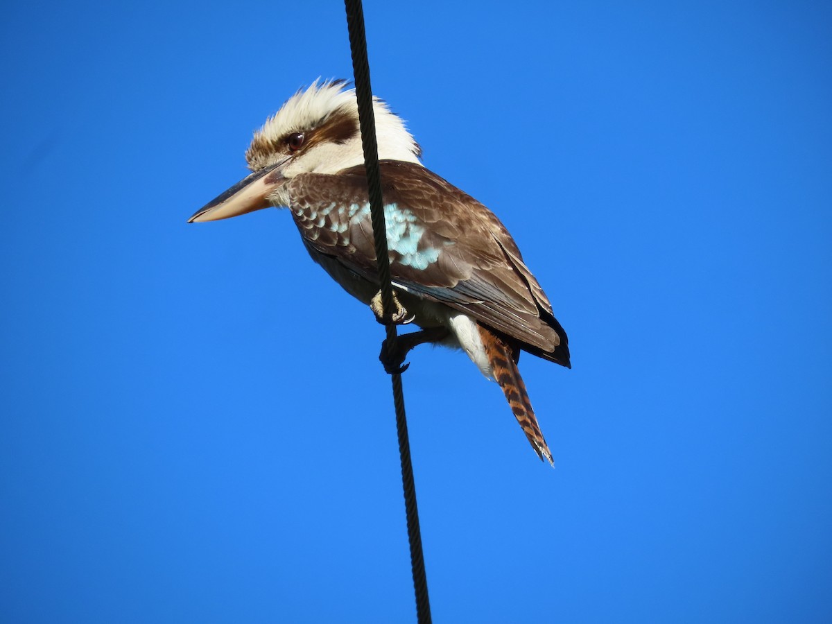 Laughing Kookaburra - ML646259638