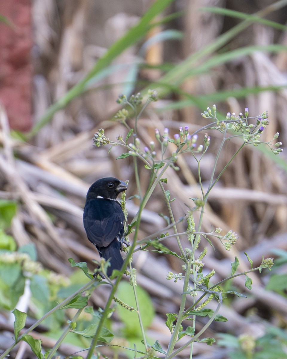 Variable Seedeater - ML646259639