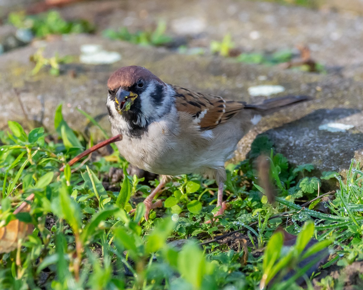 vrabec polní - ML646259645