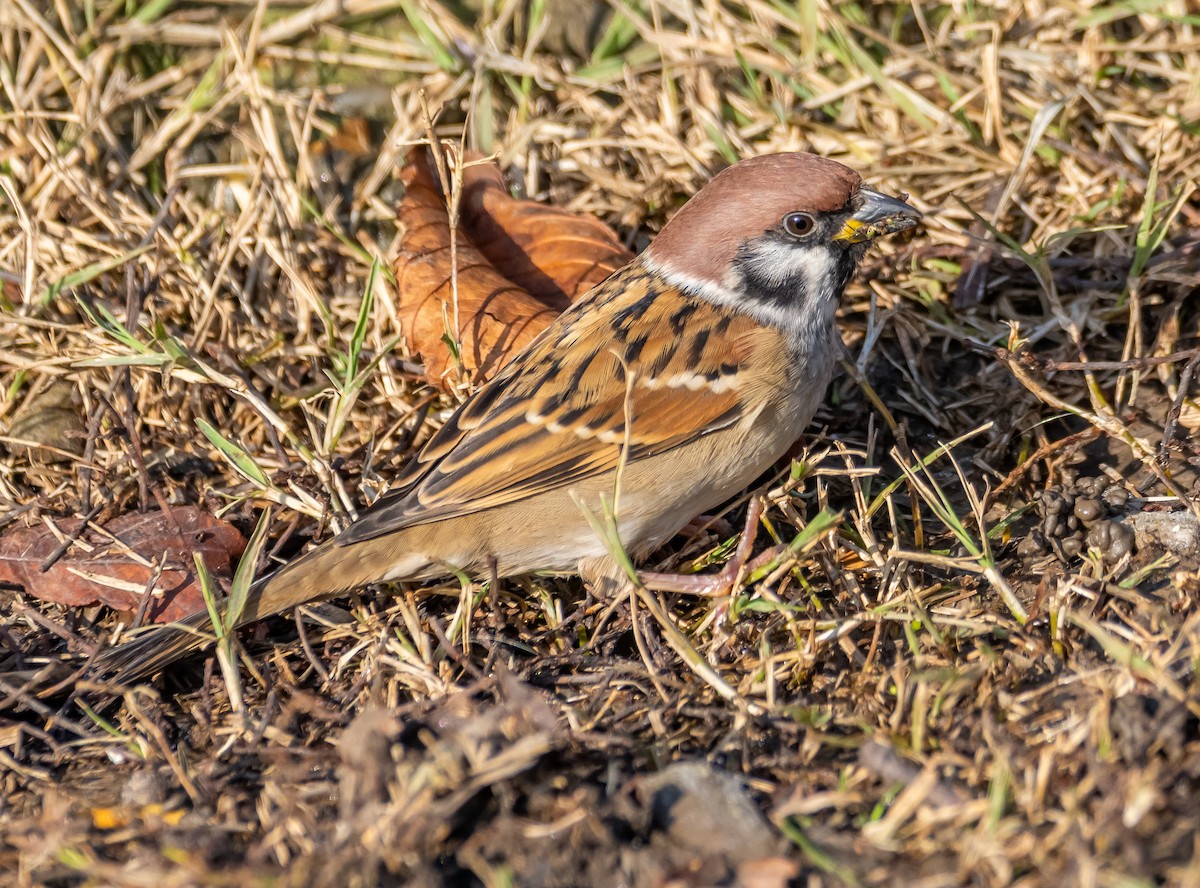 vrabec polní - ML646259647