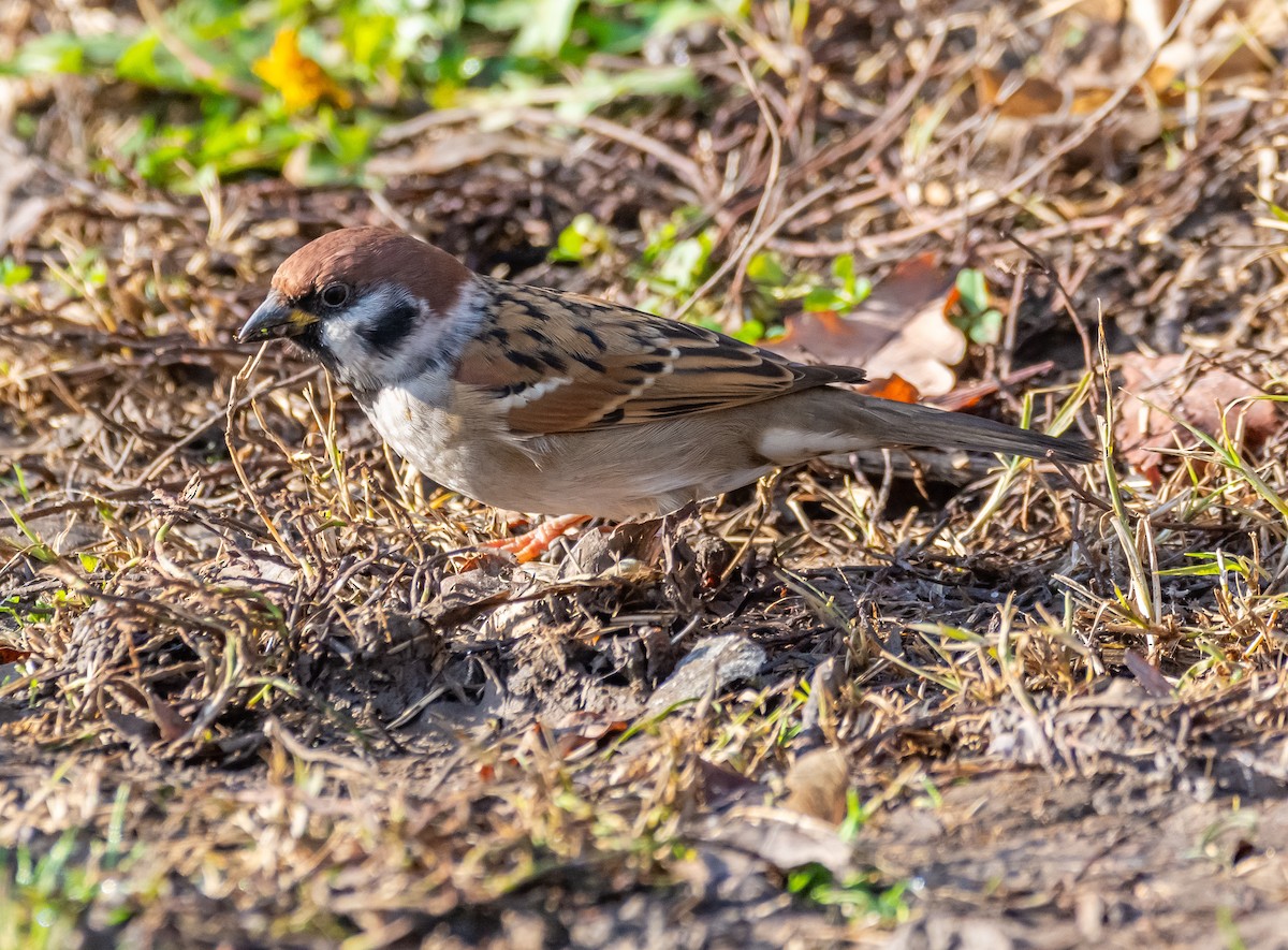 vrabec polní - ML646259648