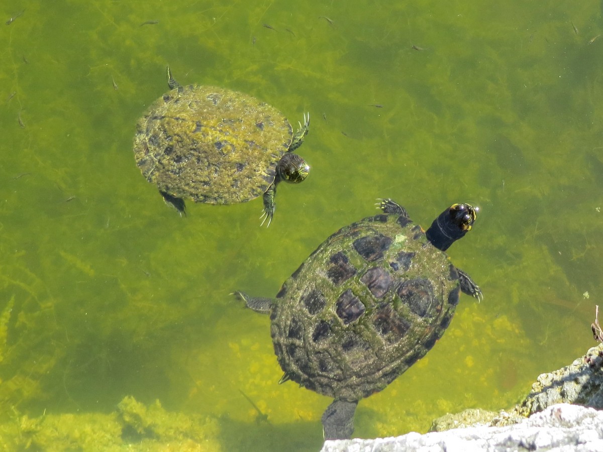 Pond Slider - ML646259650