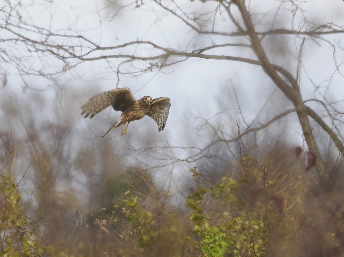 Northern Harrier - ML646259651