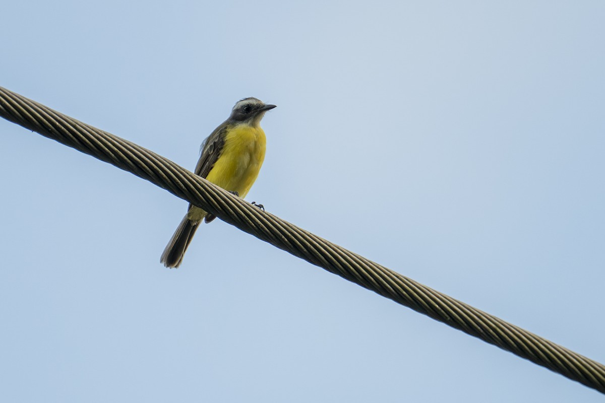 Sosyal Tiran - ML646259652