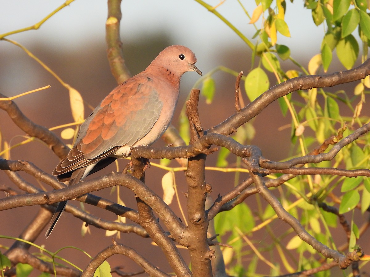 Palmtaube - ML646259654