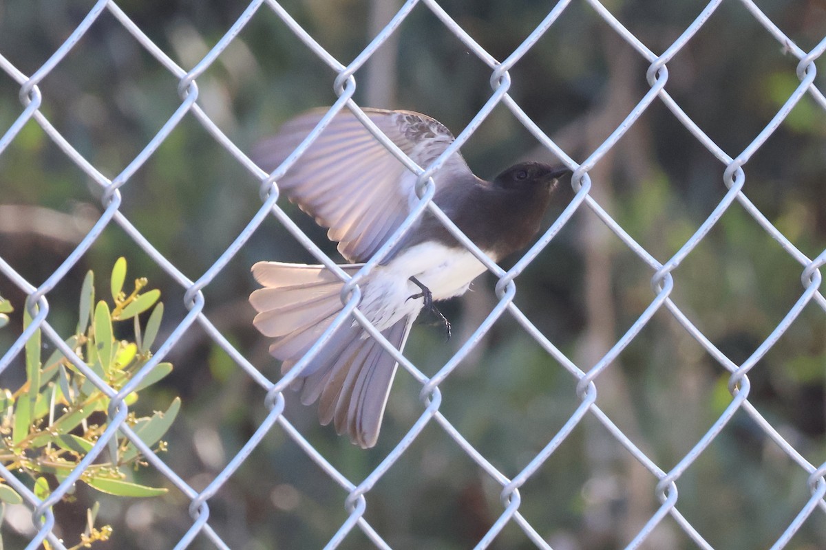 Black Phoebe - ML646259655