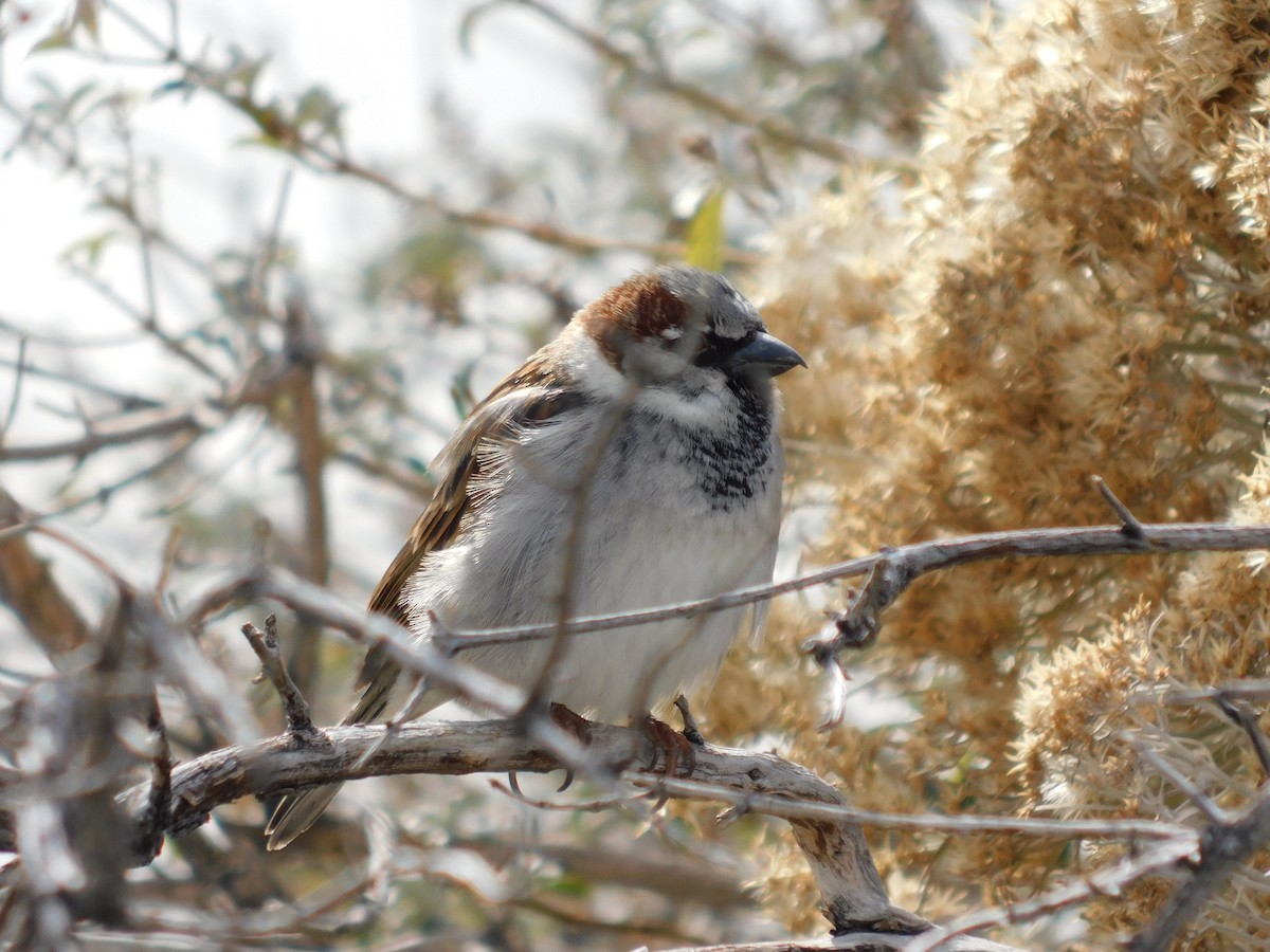 Haussperling - ML646259659