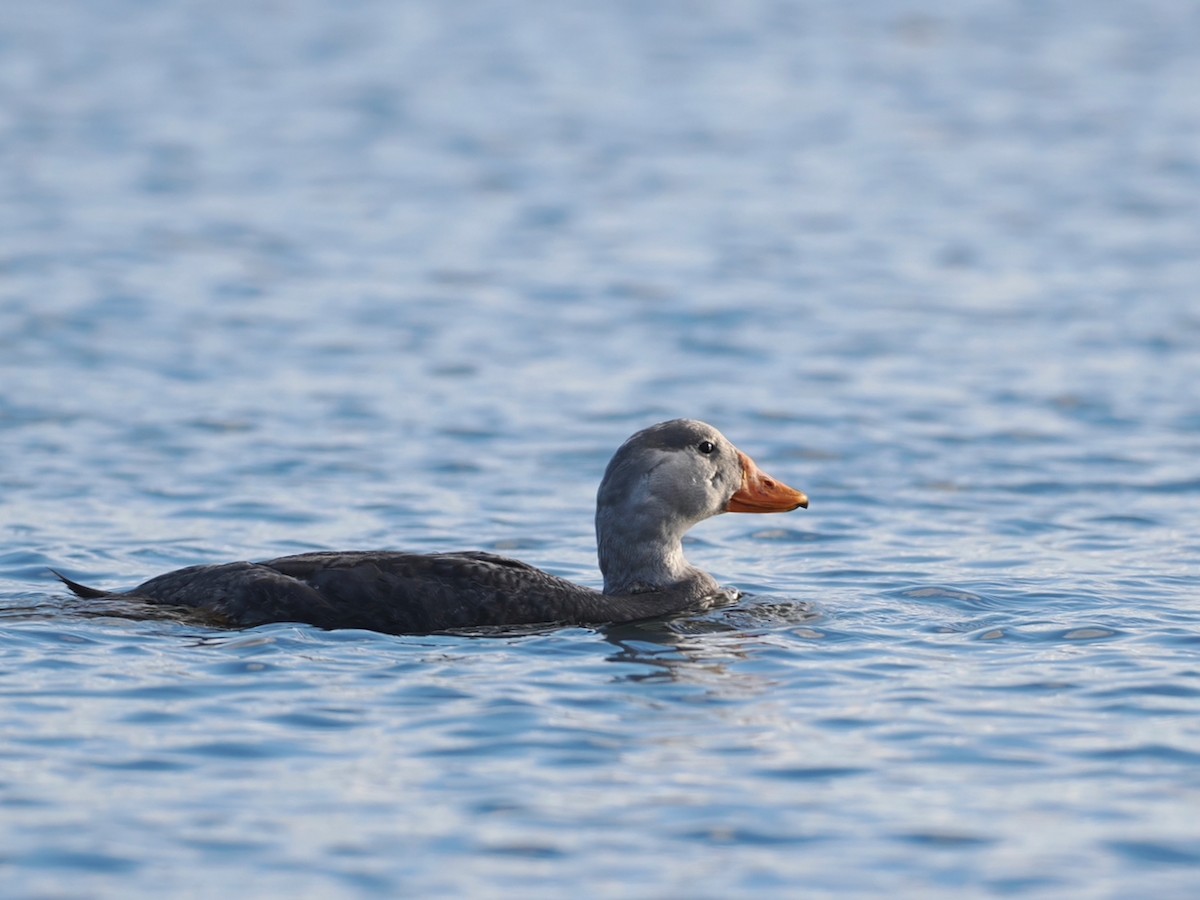 Magellan-Dampfschiffente - ML646259660