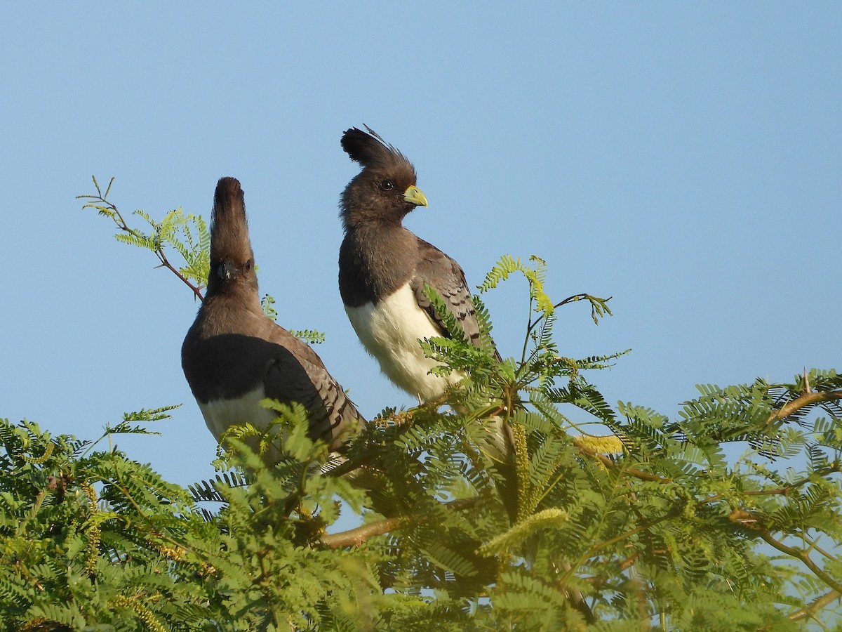 Weißbauch-Lärmvogel - ML646259661