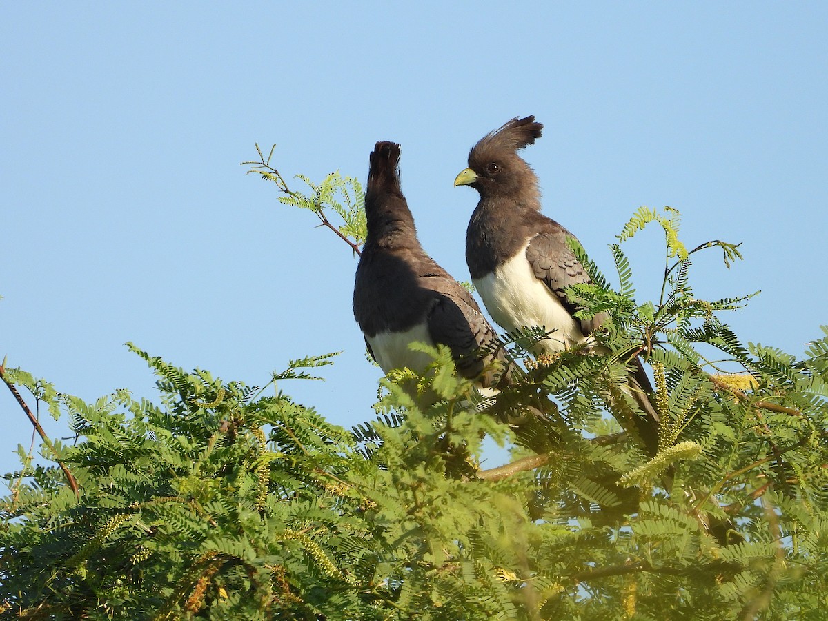 Weißbauch-Lärmvogel - ML646259662