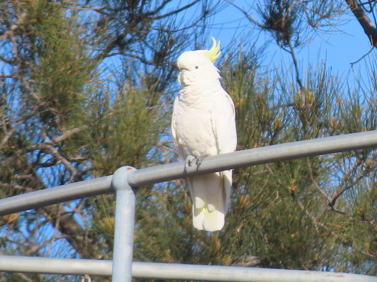 Gelbhaubenkakadu - ML646259663