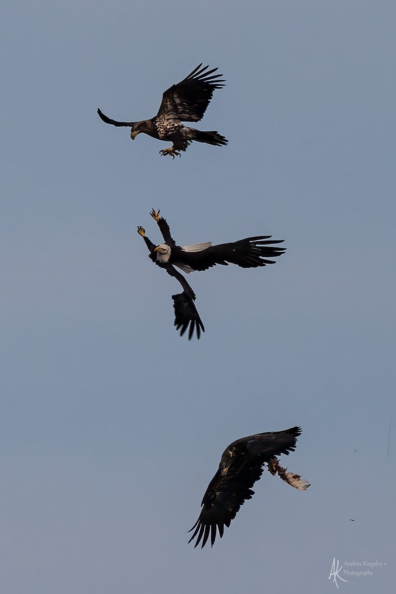 Weißkopf-Seeadler - ML646259666