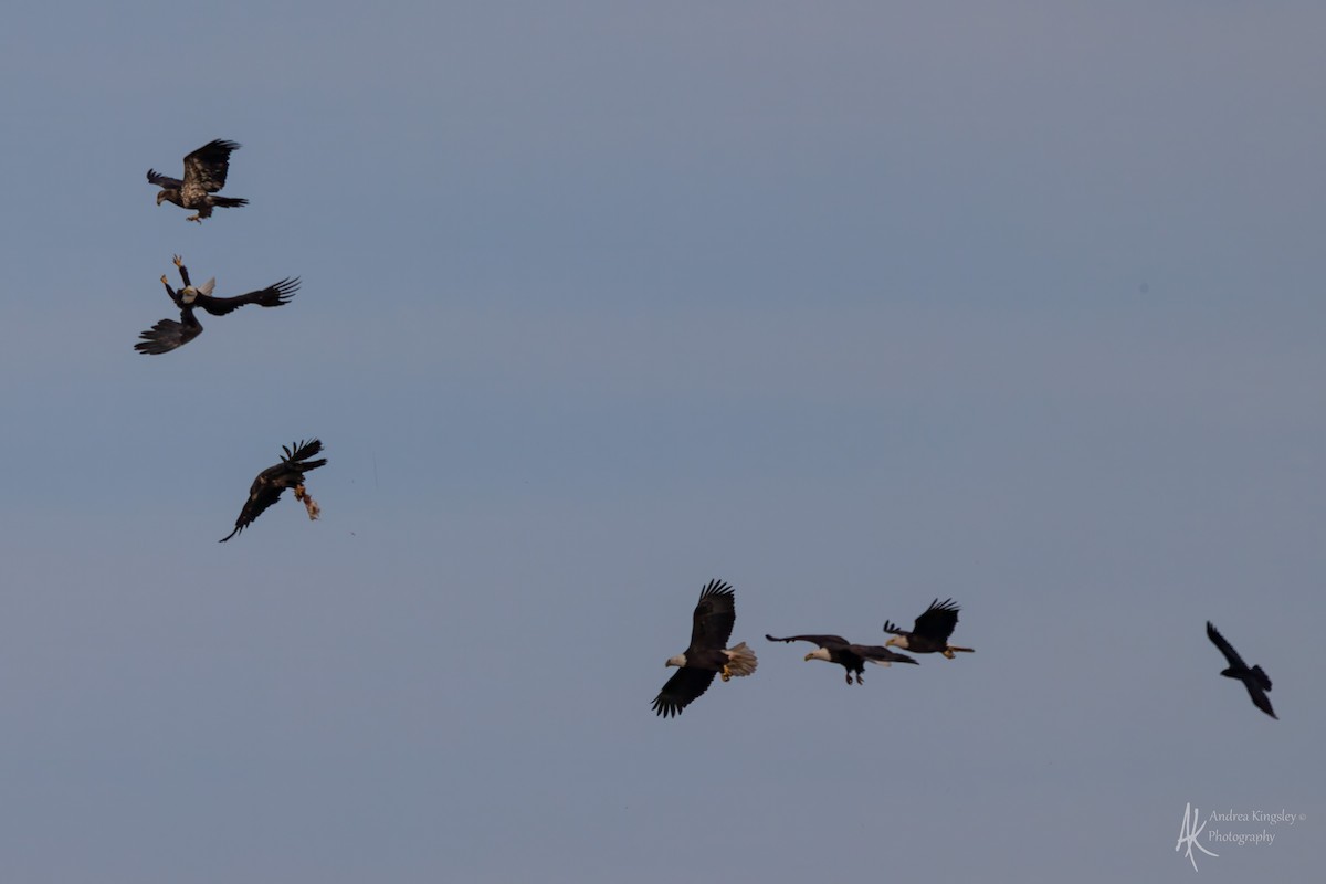 Weißkopf-Seeadler - ML646259667