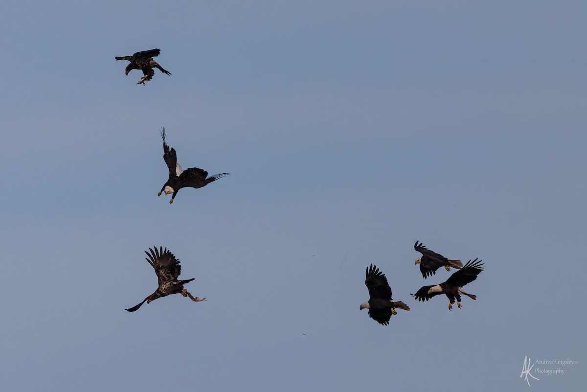 Weißkopf-Seeadler - ML646259669