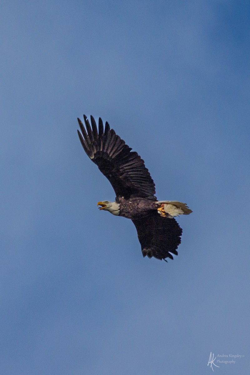 Weißkopf-Seeadler - ML646259672