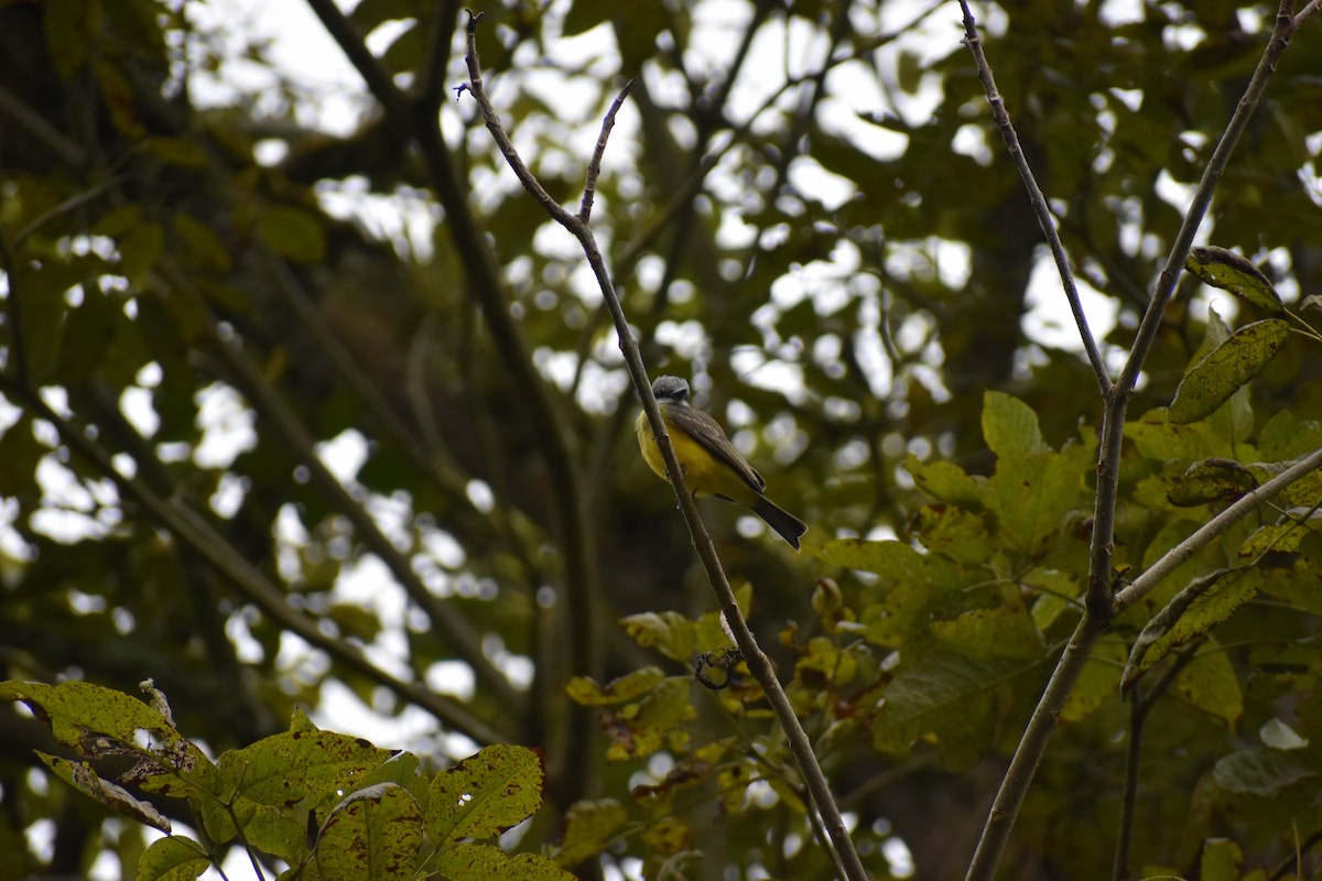 Trauerkönigstyrann - ML646259674