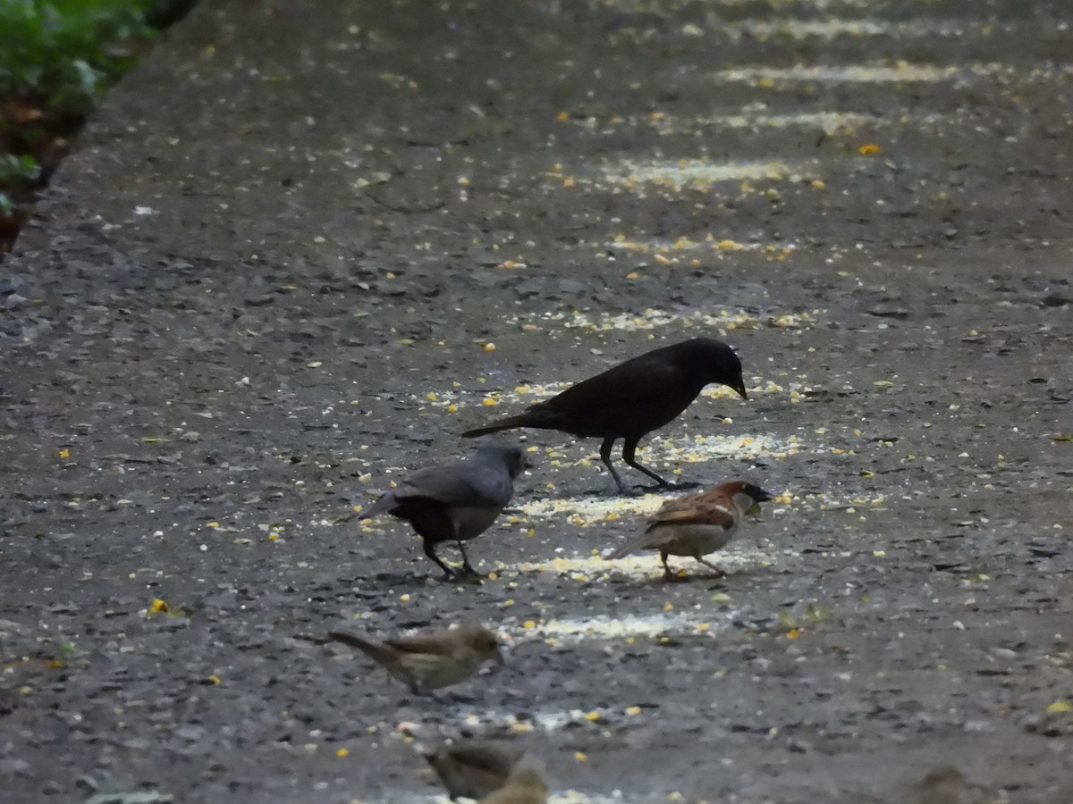 Rotachsel-/Seidenkuhstärling - ML646259676