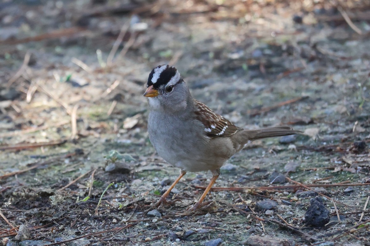 Dachsammer - ML646259677