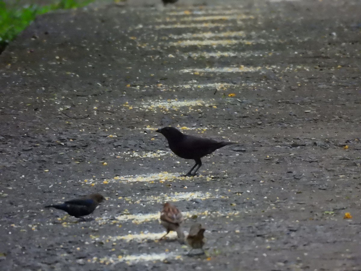 Rotachsel-/Seidenkuhstärling - ML646259678