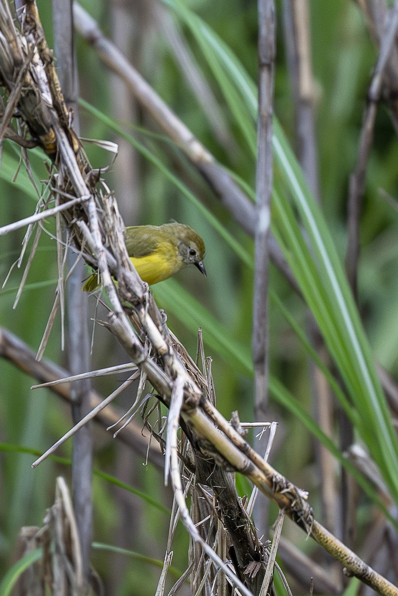 Buschvireo - ML646259679