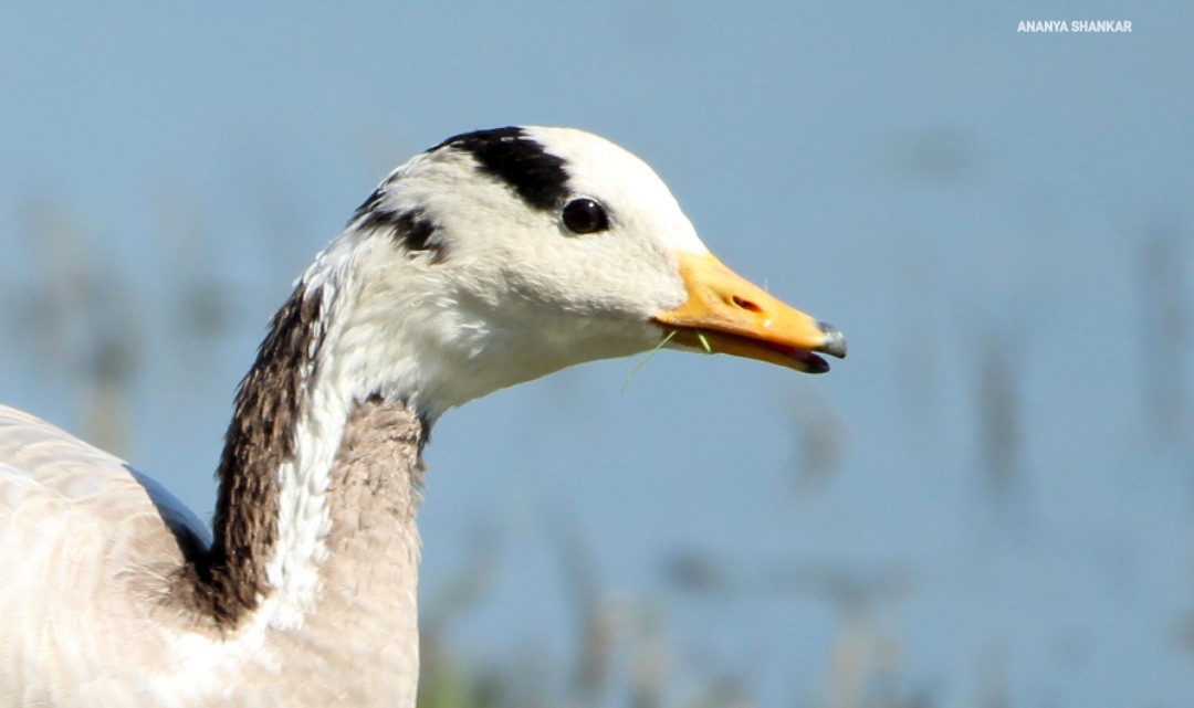 Streifengans - ML646259680