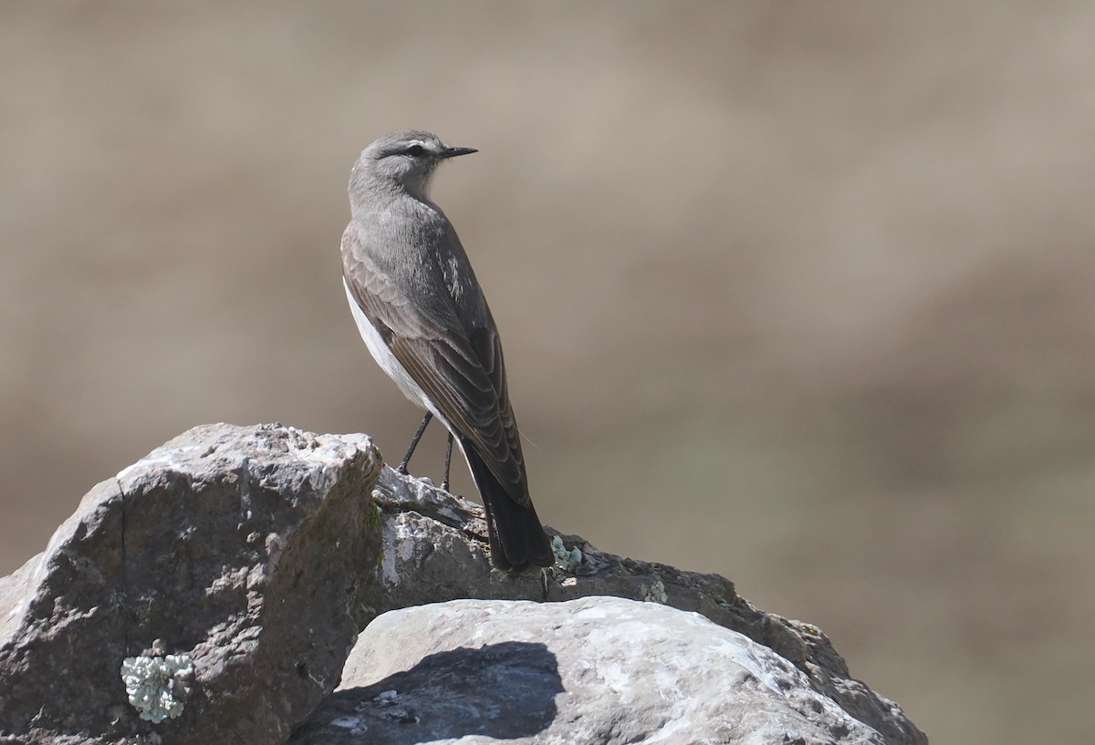 Graubrust-Grundtyrann - ML646259681