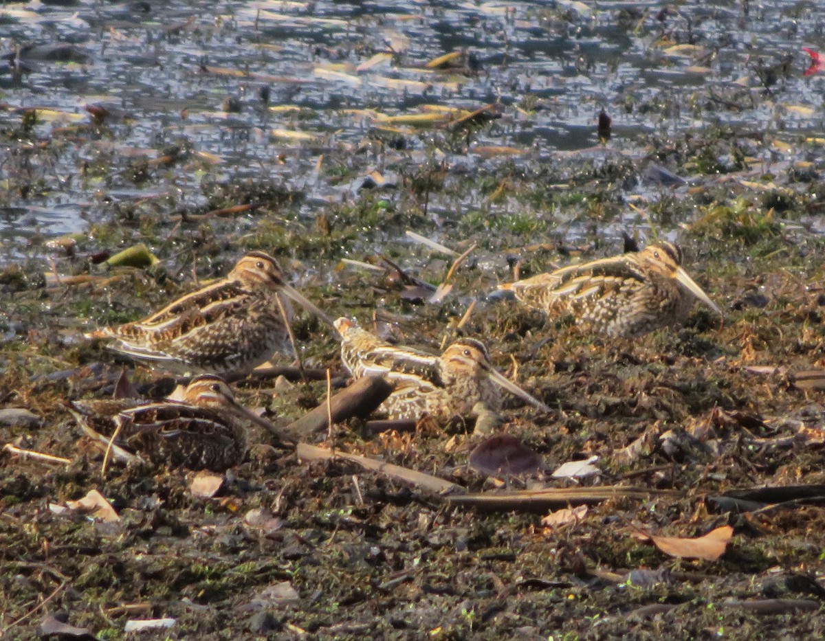 Wilsonbekassine - ML646259682