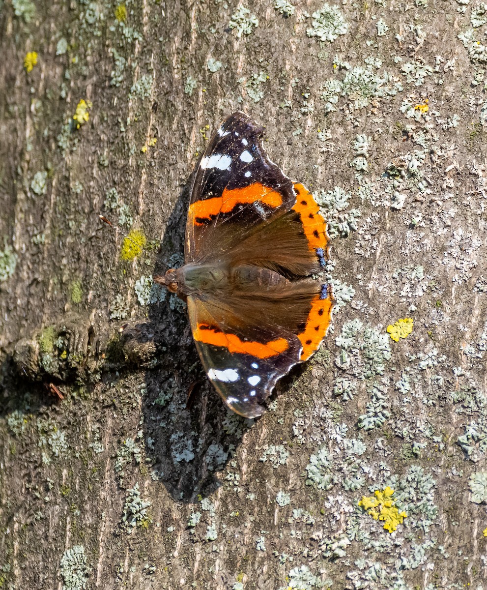 Red Admiral - ML646259683