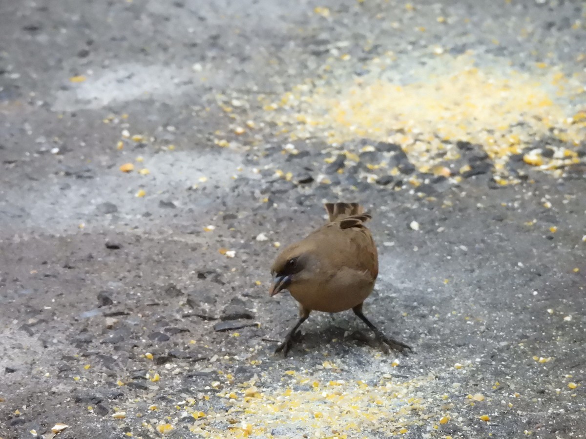 Braunstärling - ML646259684