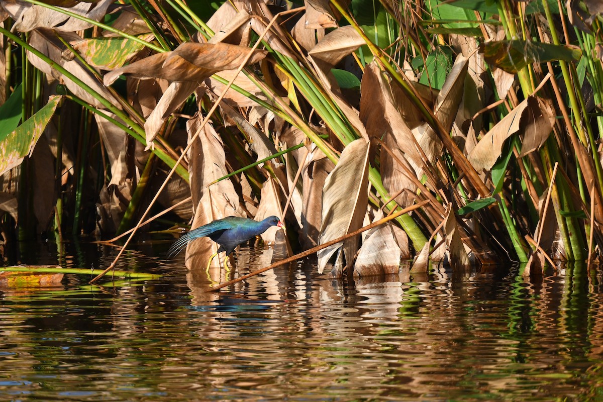 Zwergsultanshuhn - ML646259685