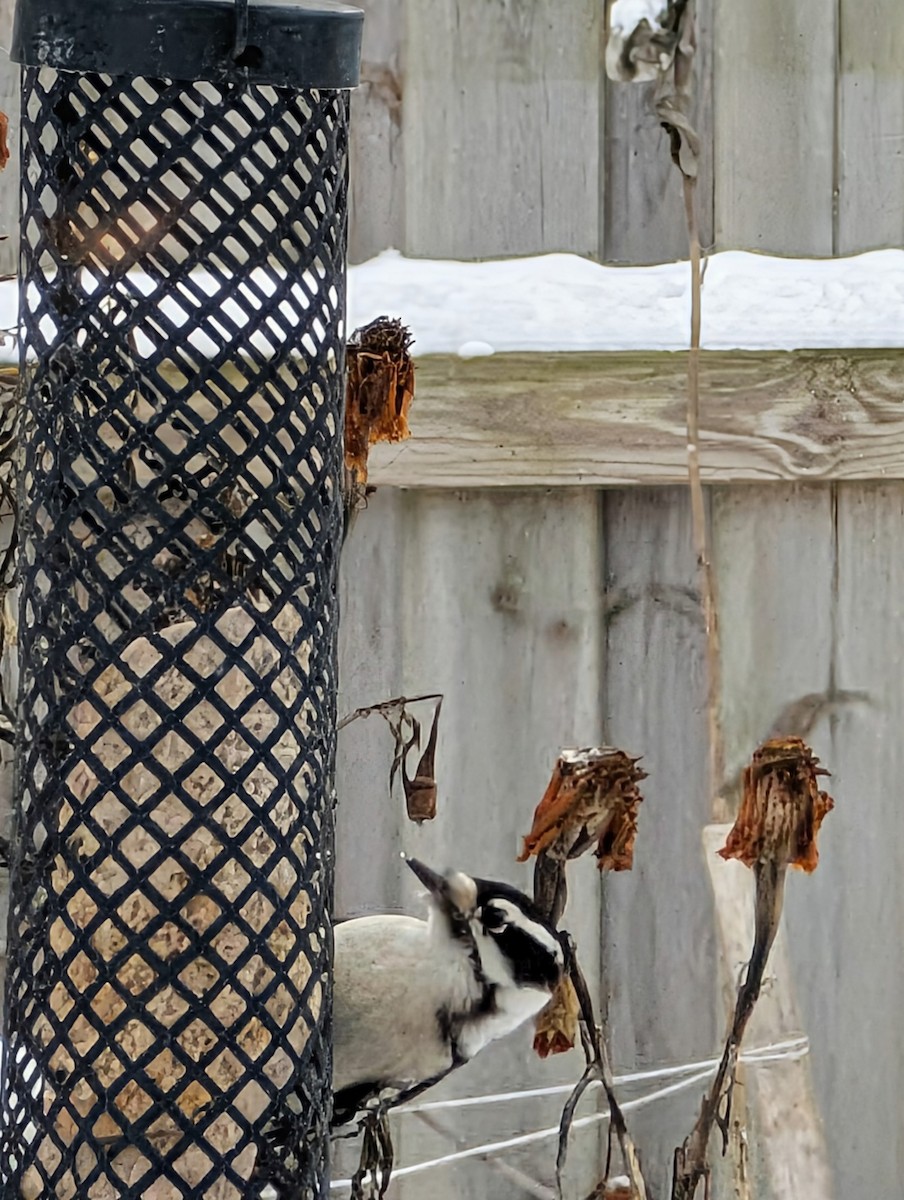 Haarspecht - ML646259686