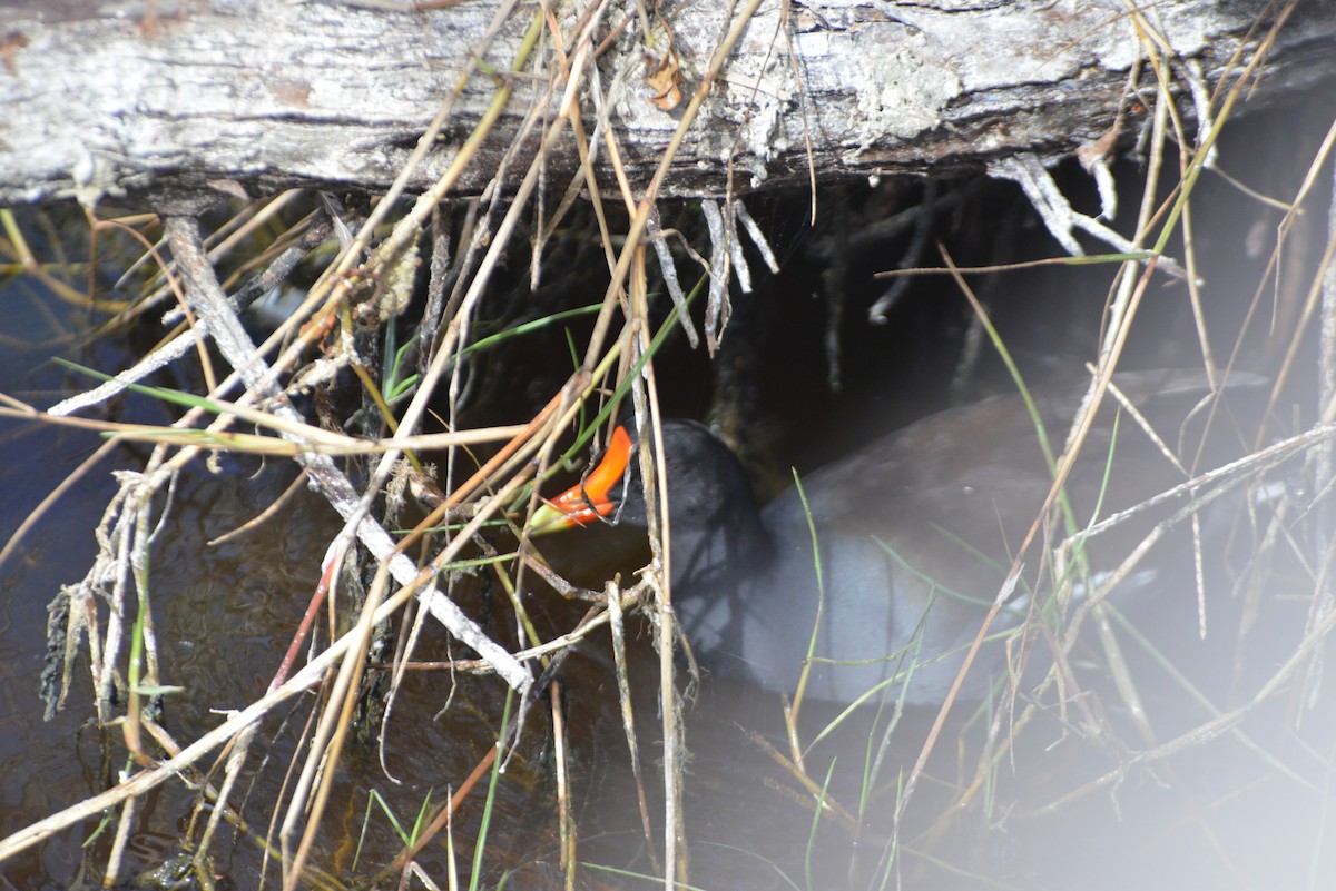 Amerikateichhuhn - ML646259687