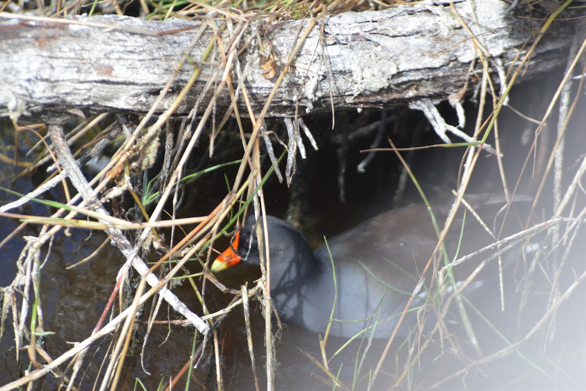 Amerikateichhuhn - ML646259688