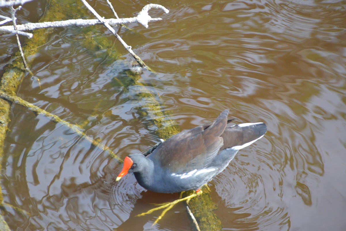 Amerikateichhuhn - ML646259689